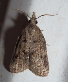 Platynota idaeusalis P1010997a by 
xpda. Used under a CC BY-SA 4.0 license.
