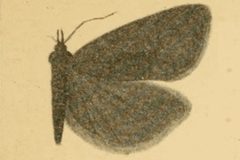 Sparganothis praecana by KENNEL. Used under a Public domain license.