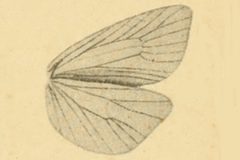Sparganothis praecana wing by KENNEL. Used under a Public domain license.