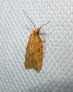Sparganothis sulfureana by Jessica Louque, Smithers Viscient, Bugwood.org. Used under a CC BY 3.0 us license.