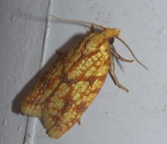 Sparganothis sulfureana P1310653a by 
xpda. Used under a CC BY-SA 4.0 license.