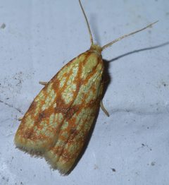 Sparganothis sulfureana P1440814a by 
xpda. Used under a CC BY-SA 4.0 license.