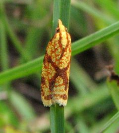 Sparganothis sulphureana by Jacy Lucier. Used under a CC BY-SA 4.0 license.
