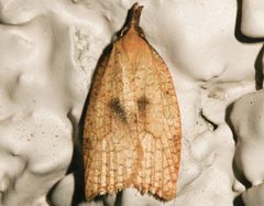 Sparganothis xanthoides by CBG Photography Group, Centre for Biodiversity Genomics. Used under a CC0 license.