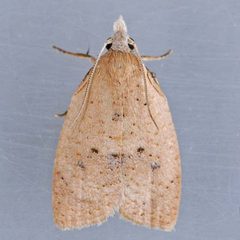 Sparganothoides lentiginosana by Mark Dreiling. Used under a CC BY 2.5 license.