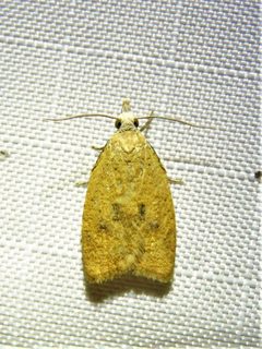 Sparganothoides lentiginosana 189897779 by Annika Lindqvist. Used under a CC BY 4.0 license.