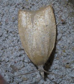 Sparganothoides lentiginosana P1410495a by 
xpda. Used under a CC BY-SA 4.0 license.