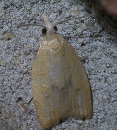Sparganothoides lentiginosana P1410496a by 
xpda. Used under a CC BY-SA 4.0 license.