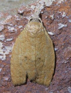 Sparganothoides lentiginosana P1410690a by 
xpda. Used under a CC BY-SA 4.0 license.