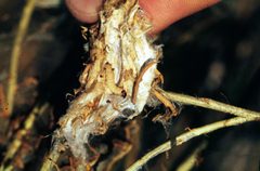 Synnoma lynosyrana larvae by Whitney Cranshaw. Used under a CC BY 3.0 us license.