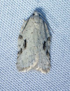 Acleris placidana by Louis Imbeau. Used under a CC BY 4.0 license.