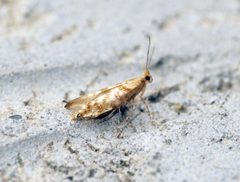 Argyresthia cupressella - Flickr - Bennyboymothman by Ben Sale from UK. Used under a CC BY 2.0 license.