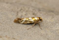 Argyresthia goedartella - Flickr - Bennyboymothman by Ben Sale from UK. Used under a CC BY 2.0 license.