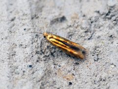 Argyresthia goedartella f.literella - Flickr - Bennyboymothman by Ben Sale from UK. Used under a CC BY 2.0 license.