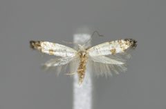 Argyresthia thuiella E-MK-11458a by Michael Kurz. Used under a CC BY-SA 3.0 at license.