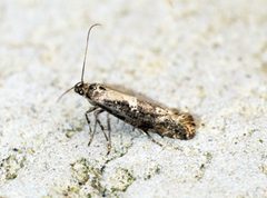 Acrolepiopsis assectella - Flickr - Bennyboymothman by Ben Sale from UK. Used under a CC BY 2.0 license.