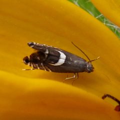 Diploschizia impigritella by Jacy Lucier. Used under a CC BY-SA 4.0 license.