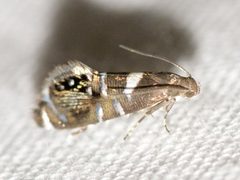 Glyphipterix circumscriptella by Owen Strickland. Used under a CC BY 4.0 license.