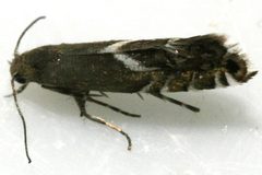 Glyphipterix sistes 01 by CBG Photography Group, Centre for Biodiversity Genomics. Used under a CC0 license.