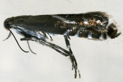 Glyphipterix sistes 02 by CBG Photography Group, Centre for Biodiversity Genomics. Used under a CC0 license.