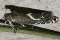 Glyphipterix sistes 03 by CBG Photography Group, Centre for Biodiversity Genomics. Used under a CC0 license.