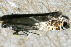 Glyphipterix sistes 04 by CBG Photography Group, Centre for Biodiversity Genomics. Used under a CC0 license.