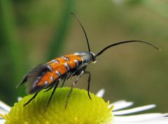 Embola ionis by Jacy Lucier. Used under a CC BY-SA 4.0 license.