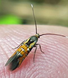 Neoheliodines cliffordi 1 by Jacy Lucier. Used under a CC BY-SA 4.0 license.