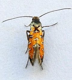 Neoheliodines hodgesi 223776729 by jimeckert49. Used under a CC BY 4.0 license.