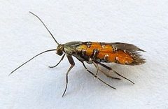 Neoheliodines hodgesi 223776759 by jimeckert49. Used under a CC BY 4.0 license.