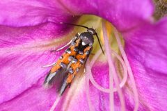 Neoheliodines vernius 178752001 by Chloe and Trevor Van Loon. Used under a CC BY 4.0 license.