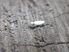 Leucoptera laburnella by dhobern. Used under a CC BY 2.0 license.
