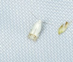Leucoptera spartifoliella - Flickr - S. Rae by S. Rae from Scotland, UK. Used under a CC BY 2.0 license.