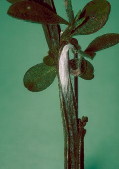 Leucoptera spartifoliella pupa by Eric Coombs, Oregon Department of Agriculture, United States. Used under a CC BY-SA 3.0 license.