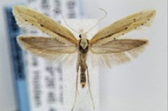 Plutella armoraciae by Landry J-F, Hebert PDN. Used under a CC BY 3.0 license.