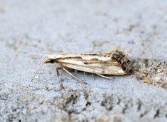 Plutella porrectella - Flickr - Bennyboymothman by Ben Sale from UK. Used under a CC BY 2.0 license.