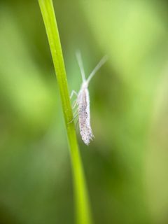 Plutella xylostella 85784935 by Peter Gabler. Used under a CC0 license.