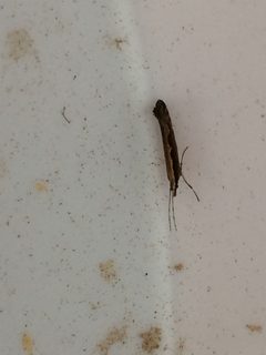 Plutella xylostella 86292975 by Niklas Wahlberg. Used under a CC0 license.