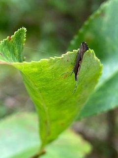 Plutella xylostella 86946081 by Peter Gabler. Used under a CC0 license.