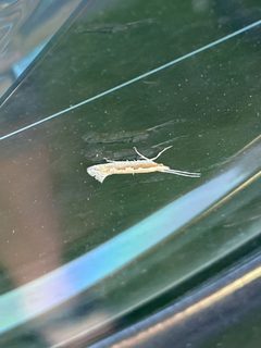 Plutella xylostella 87645525 by Peter Gabler. Used under a CC0 license.