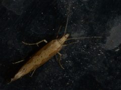 Plutella xylostella 97330768 by Jonathan Whitaker. Used under a CC0 license.