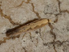 Plutella xylostella 97330799 by Jonathan Whitaker. Used under a CC0 license.