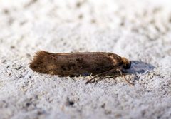 Prays fraxinella - Flickr - Bennyboymothman by Ben Sale from UK. Used under a CC BY 2.0 license.