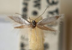 Ocnerostoma.piniariella.mounted by Sarefo. Used under a CC BY-SA 3.0 license.