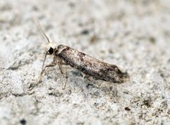 Swammerdamia caesiella - Flickr - Bennyboymothman by Ben Sale from UK. Used under a CC BY 2.0 license.