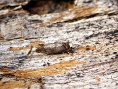 Swammerdamia pyrella - Flickr - Bennyboymothman by Ben Sale from UK. Used under a CC BY 2.0 license.