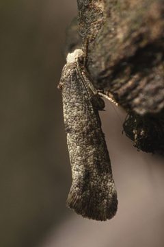 Swammerdamia pyrella Bytom by Adrian Tync. Used under a CC BY-SA 4.0 license.