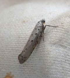 Yponomeuta malinellus - Flickr - gailhampshire by gailhampshire from Cradley, Malvern, U.K. Used under a CC BY 2.0 license.