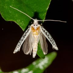 Y. multipunctella by Patrick Hanly. Used under a CC BY 4.0 license.