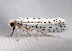 Yponomeuta multipunctella by Jacy Lucier. Used under a CC BY-SA 4.0 license.